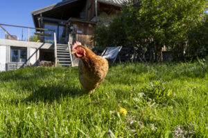 Les activités autour du gîte